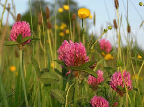 Red clover in long grass